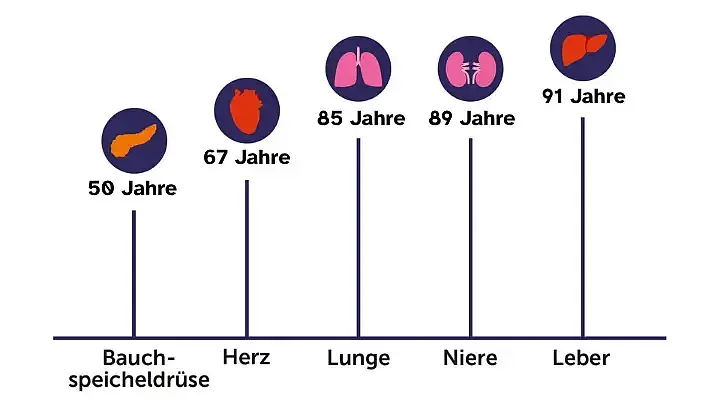 Grafik, welche Organe bereits in welchem Alter gespendet wurden: Bauchspeicheldrüse – älteste/r Spender/in war 50 Jahre alt; Herz – 67 Jahre; Lunge – 85 Jahre; Niere – 89 Jahre; Leber – 91 Jahre.
