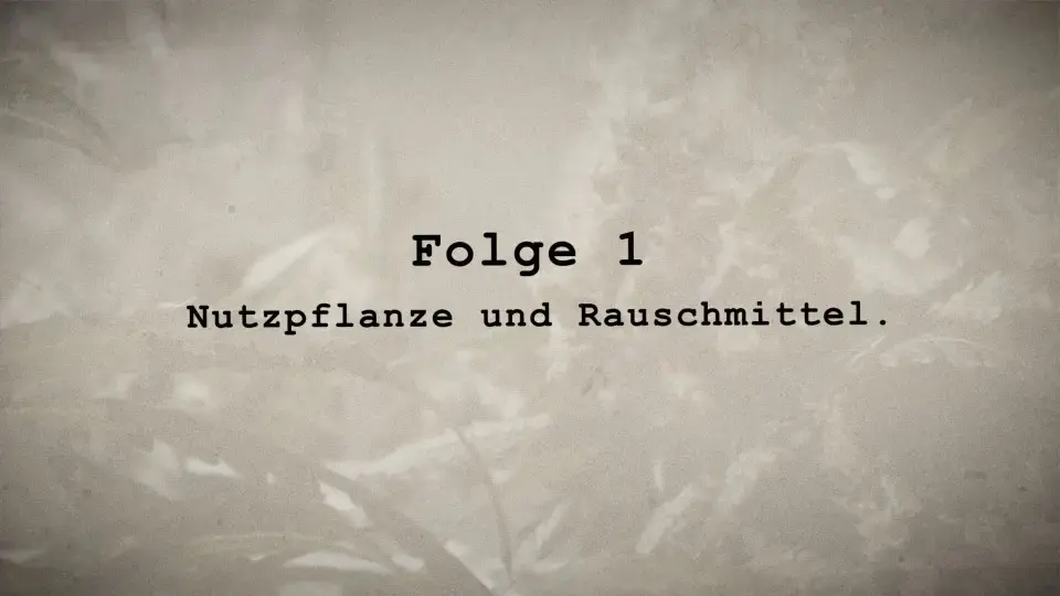 Teaserbild zum Eintrag 'Der Cannabis Case 1 – Nutzpflanze und Rauschmittel'