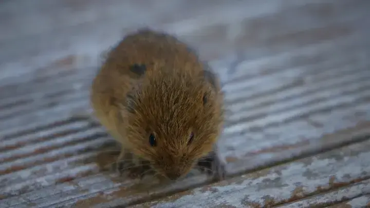 Maus sitzt auf Holzboden