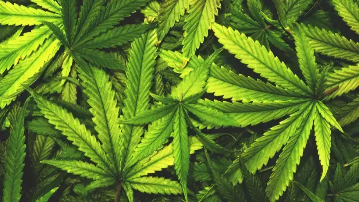 Cannabis-Pflanze