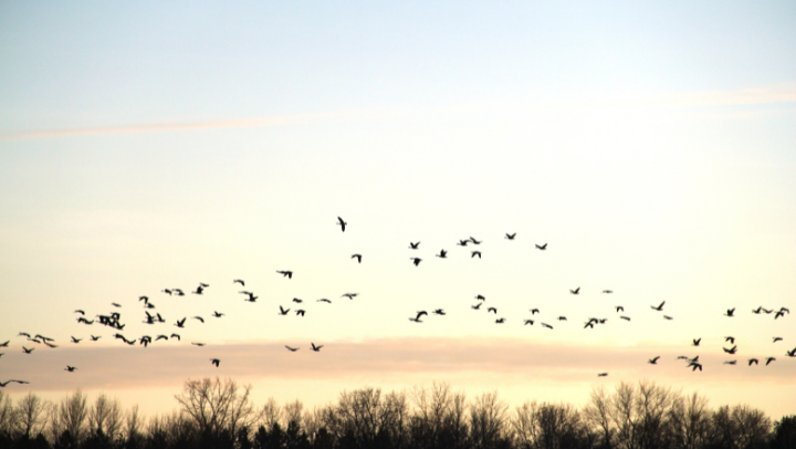 Vogelschwarm in der Dämmerung über Baumkronen